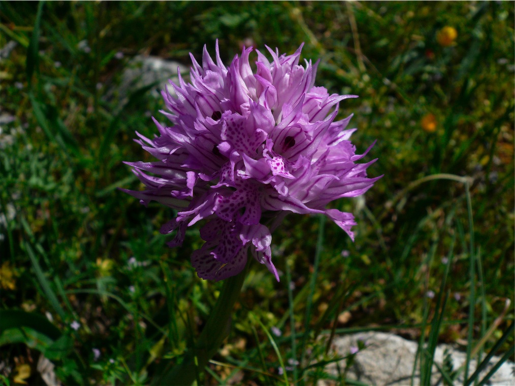 Alcune orchidee del Mont''Albo